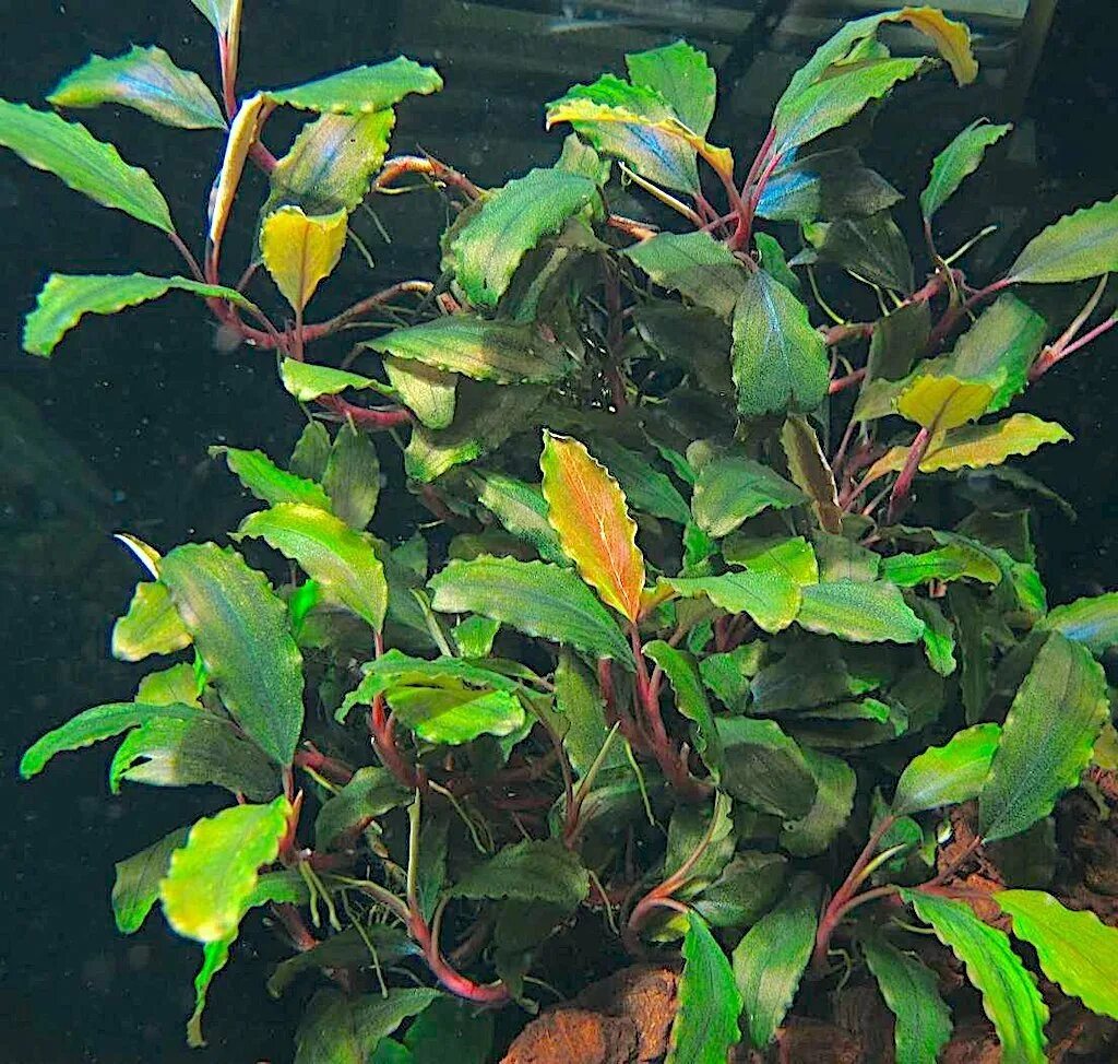 Bucephalandra sp. Bucephalandra sp. Буцефаландры шайн блю. Shine blue 2. Shine blue 2.