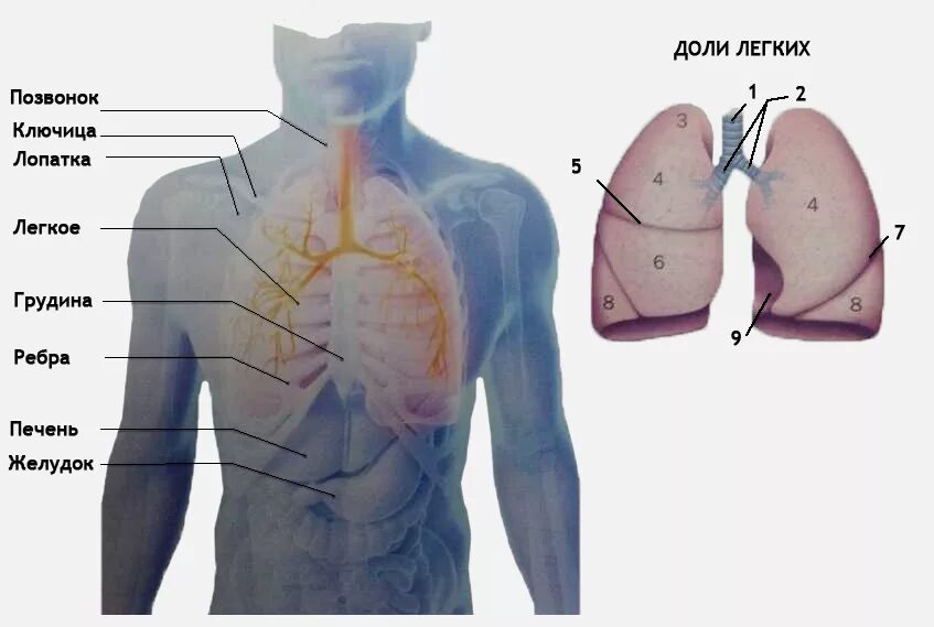Расположение легких. Лёгкие человека расположение. Где находятся лёгкие у человека. Местоположение легких