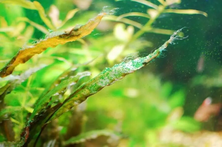 Синезеленые водоросли в аквариуме. Arthrospira водоросли. Зеленые водоросли Chlorophyta. Синезеленые водоросли цианобактерии.
