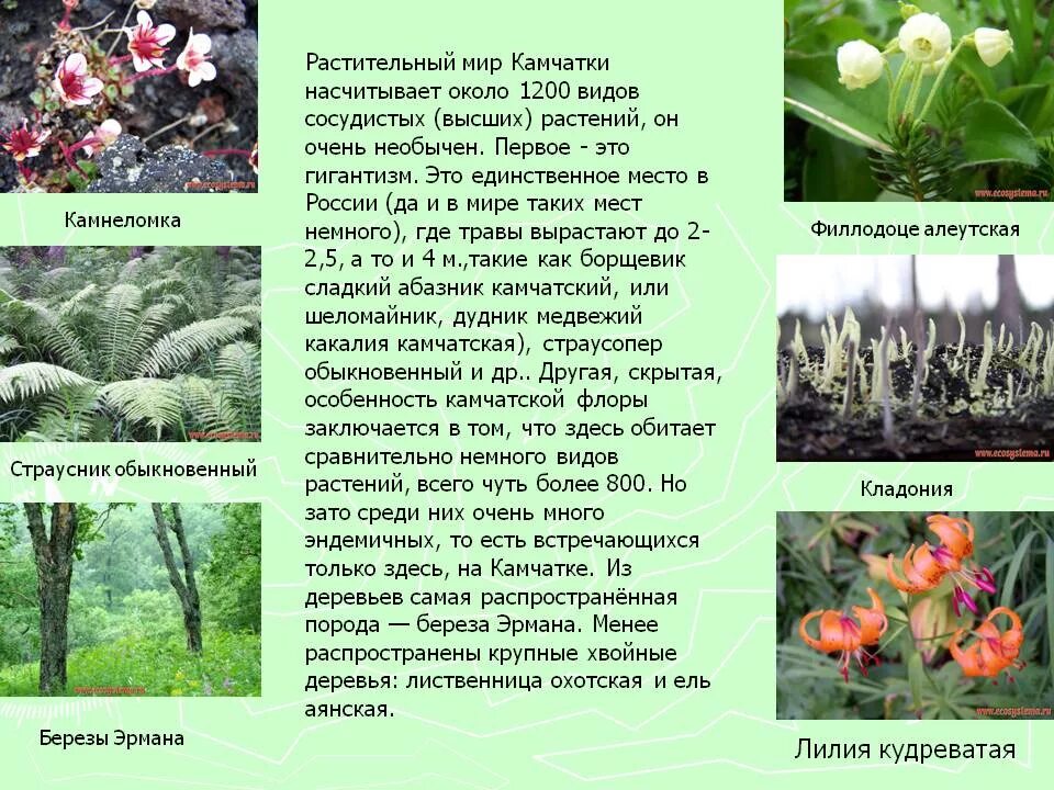 Любка камчатская красная книга. Камчатская красная книга. Рододендрон камчатский красная книга камчатки. Полуостров камчатка растительный мир. Животное в красной книги камчатке.