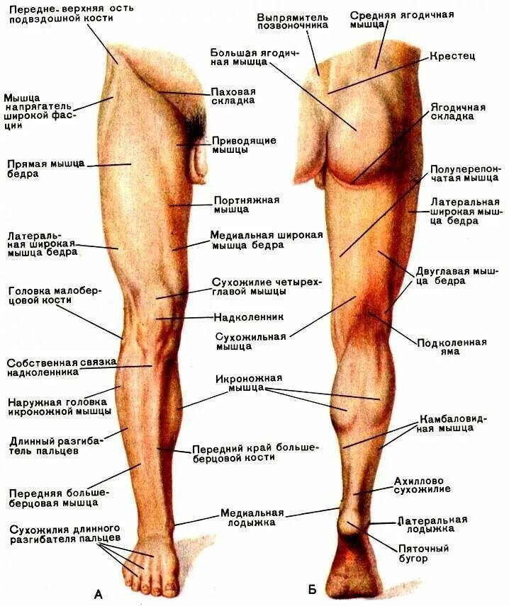 Строение ноги человека ниже колена спереди. Почему ногу назвали ногой