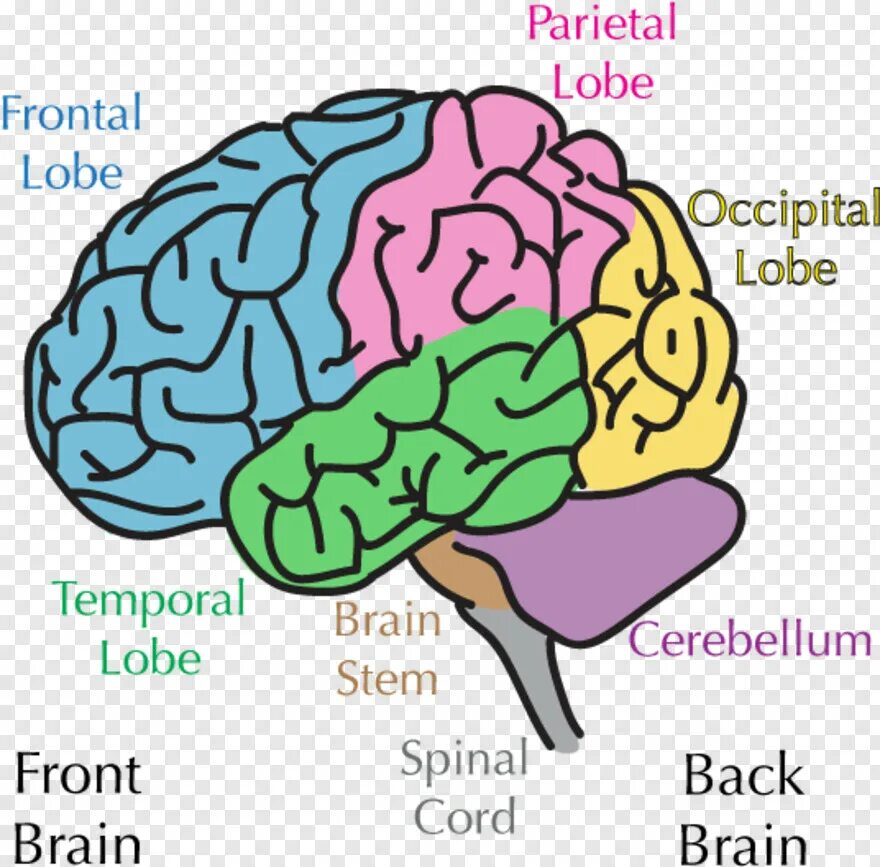 Brain and some. Brain Regions. Frontal Lobe. Back and Brain. Higher Regions of Brain.