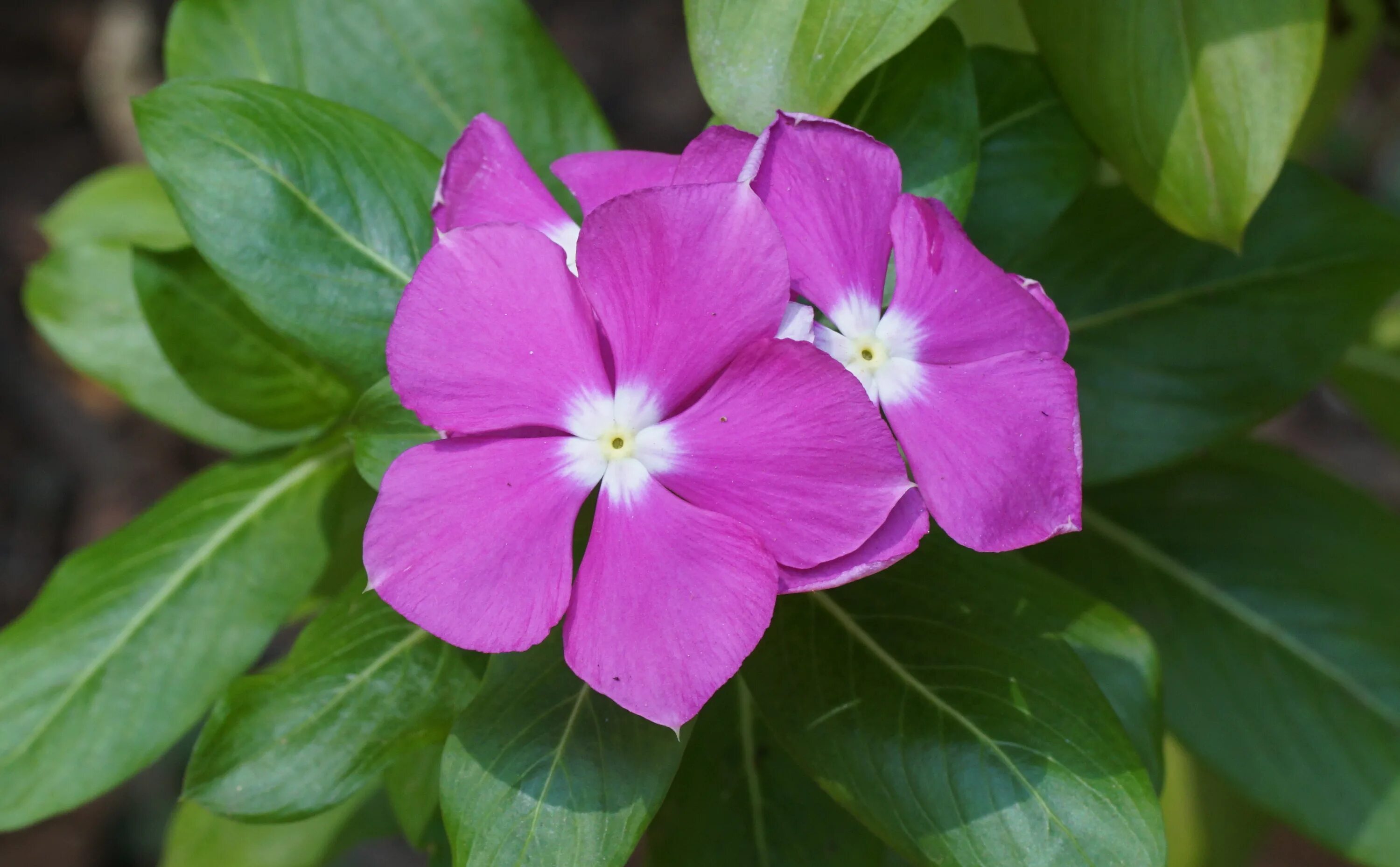 Катарантус. Катарантус блэкберри джем. Catharanthus roseus. Катарантус Бланш. Катарактус