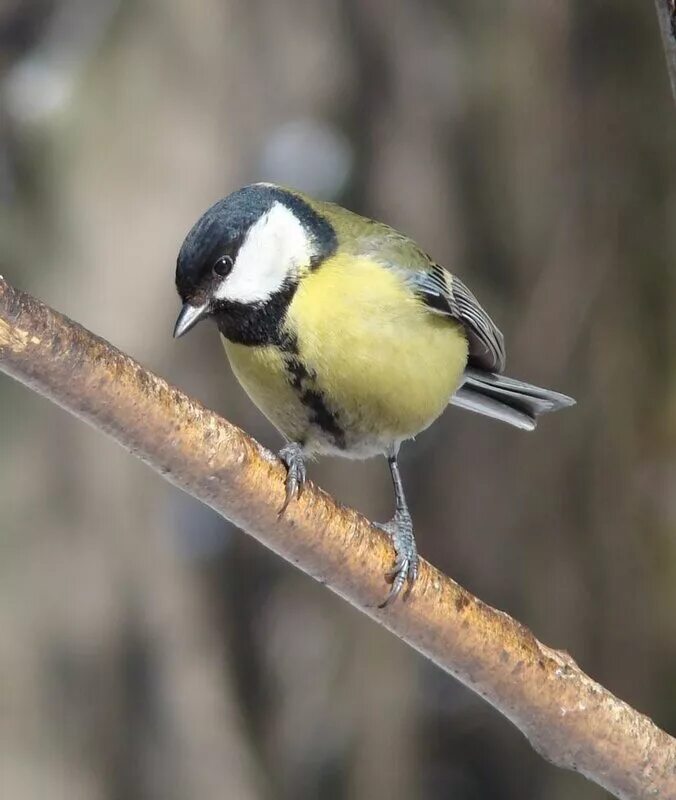 капюшонная синица. виды синичек с названиями. белощекая синица. синица московка. породы синичек.