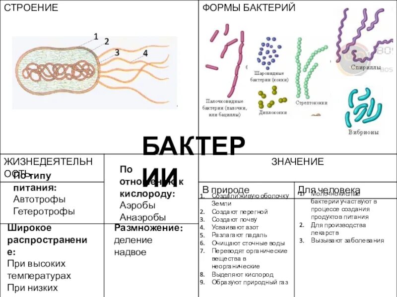 Бактерии в бескислородной среде. Строение и формы бактерий. Спириллы бактерии заболевания. Строение и питание бактерии. Царство бактерии строение.