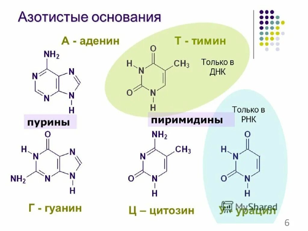 Азотистые основания РНК формулы. Формулы пуриновых азотистых оснований. Строение аденина Тимина гуанина и цитозина. Азотистое основание аденин формула.