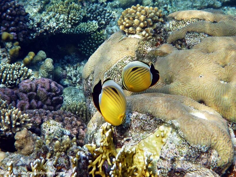 Красное море значение. Красное море значение