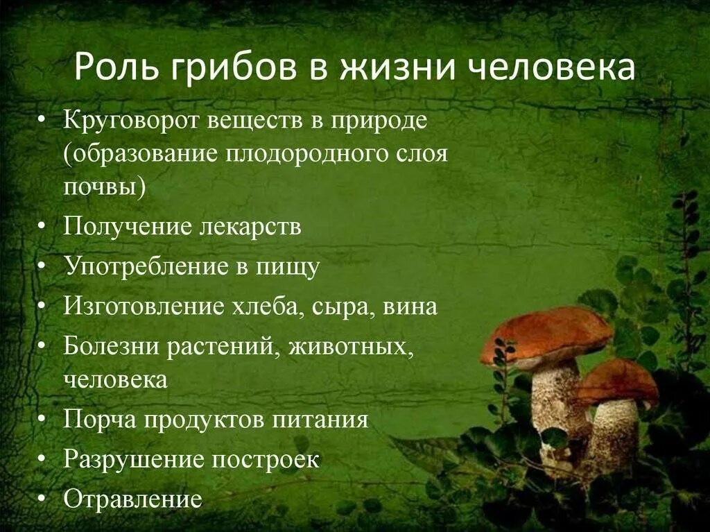 Роль грибов 5 класс биология. Роль грибов в природе и жизни человека 5 класс биология. Роль грибов в природе и жизни человека 5 класс. Грибы в жизни человека.