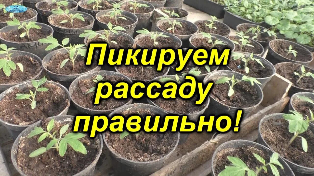 Пикировка рассады помидор в апреле. Что такое пикировка рассады помидоров. Пикирование рассады помидор. Урожайный огород пикировка перца. Рассадка рассады томатов пикировка.