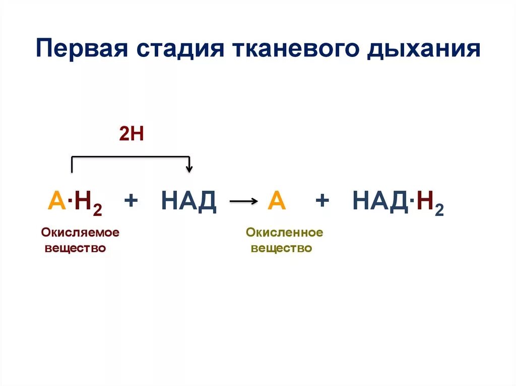 Первая стадия дыхания. Этапы тканевого дыхания. схему тканевого дыхания этапы. тканевое дыхание формула. этапы развития тканевого дыхания.
