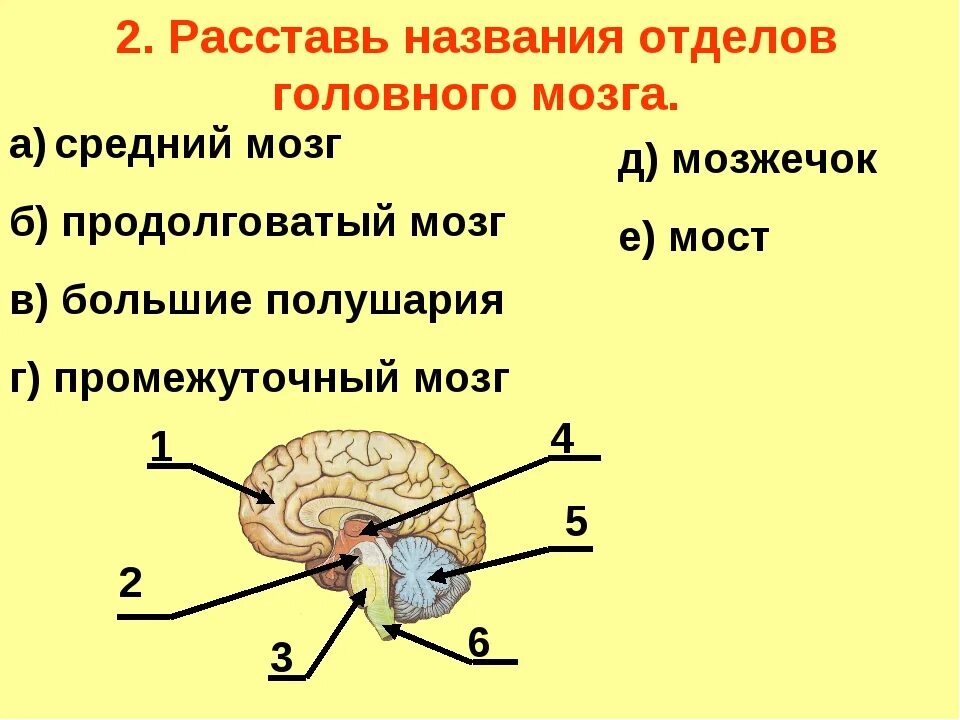 Строение задних отделов головного мозга схема. Отделы головного мозга 8 класс биология. Рисунок по биологии структура головного мозга. Структуры головного мозга биология 8 класс.