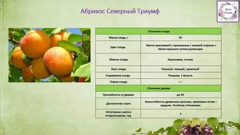 Абрикос витамины