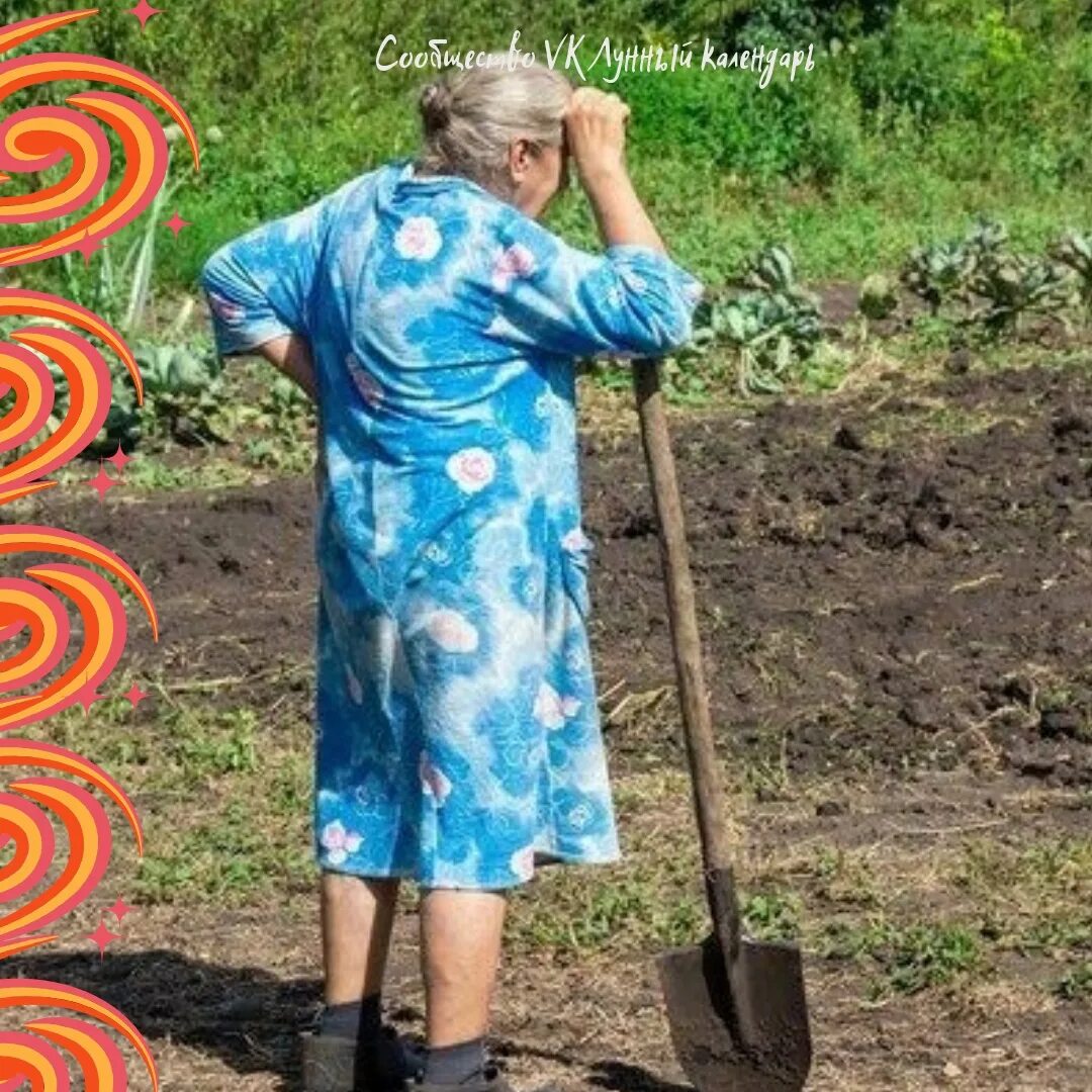 Бабушка пописала. Бабушка с лопатой в огороде. Бабушка с лопатой. Бабушка в огороде. Бабушк АВ огрроде.