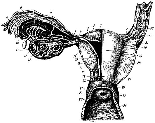 Перешеек матки анатомия. Внутренние женские половые органы. Анатомия внутренних половых органов. Анатомия внутренних половых органов женщины. Женские половые органы яичник