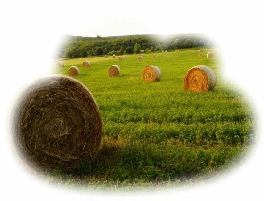 Стог сена. Толкование снов сено. Деревня сено. Толкование снов сено. Самсон сеногной.