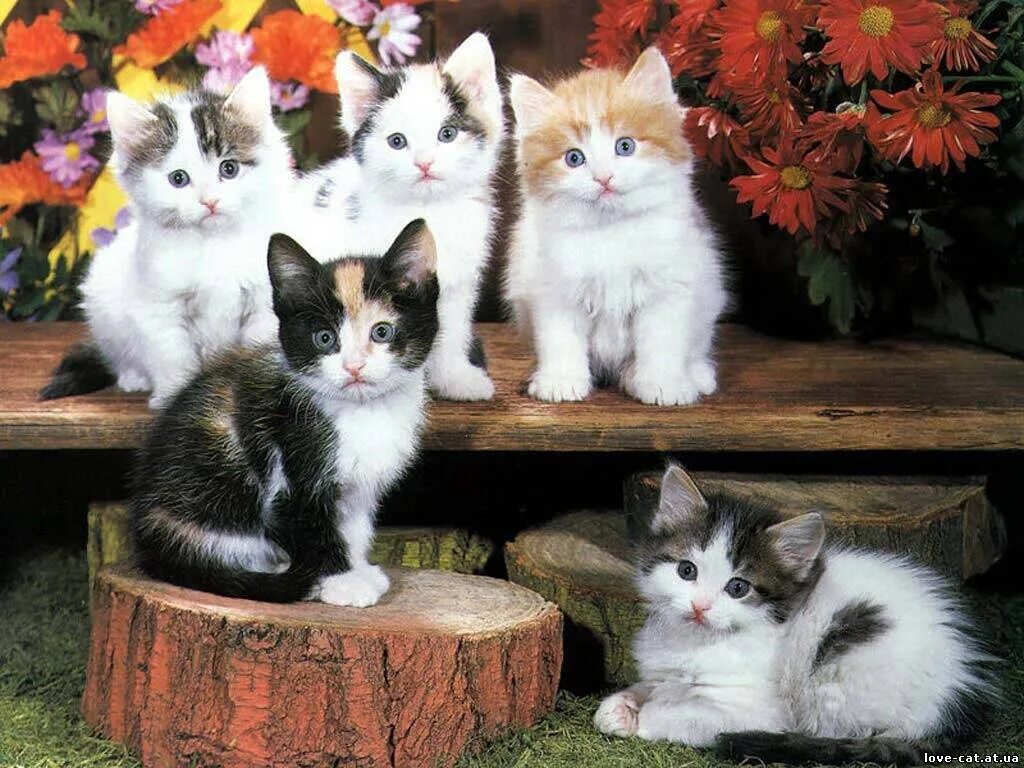 Разноцветные котята. Котята 5 штук. Много котят. 5 Кошек. 1 кошка и 5 котят