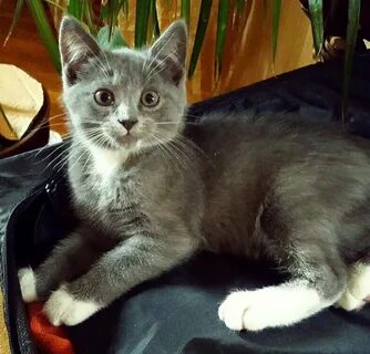Двухмесячный котенок