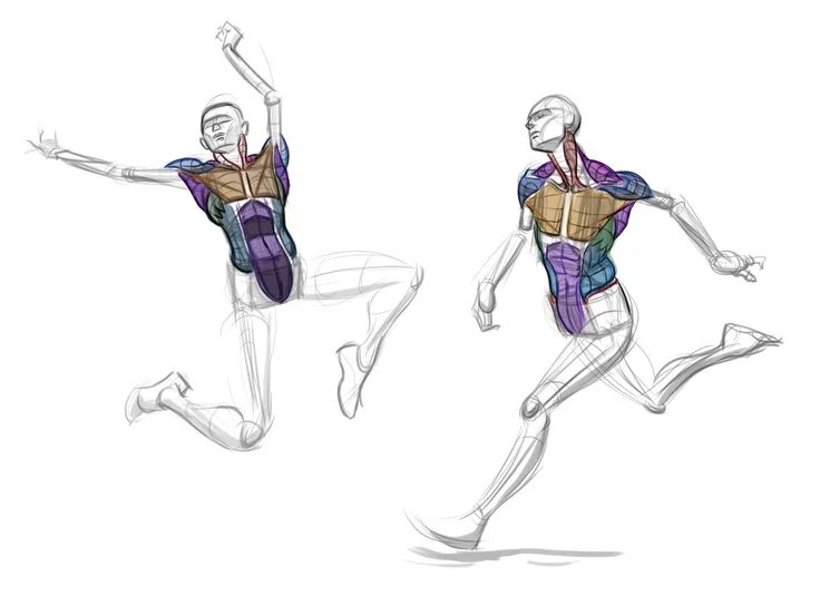 Reference design. Character anatomy reference. anatomy poses.