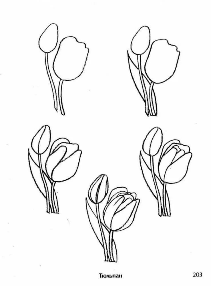 Тюльпаны карандашом. Тюльпаны рисунок карандашом. Поэтапное рисование цветов карандашом. Поэтапный рисунок тюльпана. Нарисовать рисунок тюльпаны