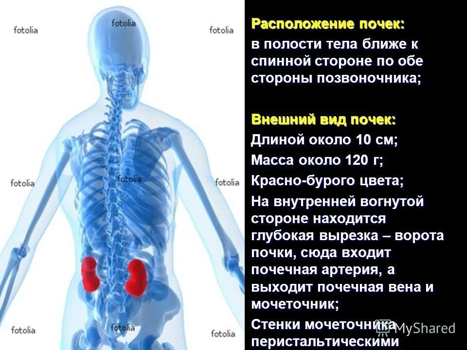 почки анатомия расположение. строение почки почечные ворота. в какой полости тела расположены почки. расположение почек. положение правой почки.