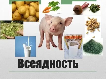 Хозяйственно биологические