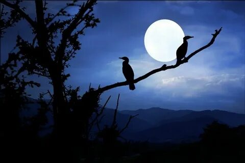 Night shadow