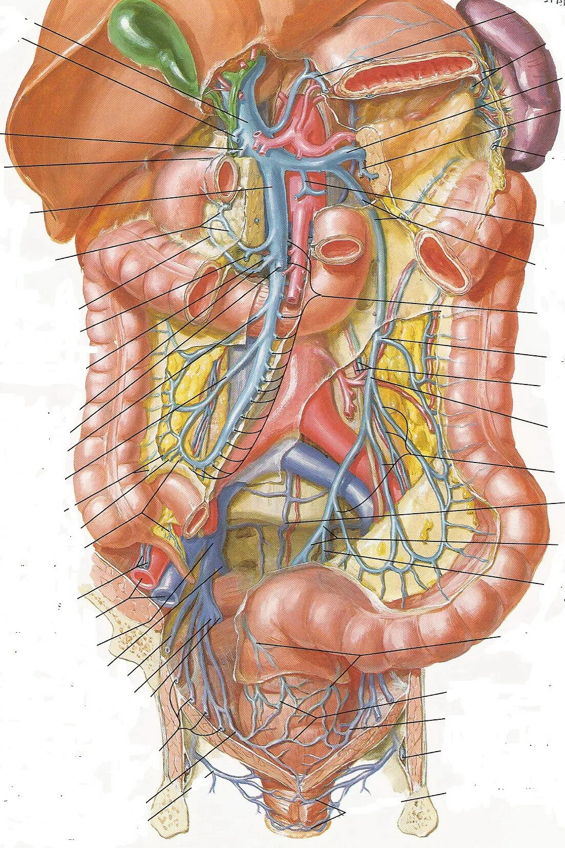 Строение брюшной полости у женщин. Анатомия брюшной полости. Внутренние органы брюшной полости. Строение брюшной полости мужчины. Анатомия внутренних органов брюшной полости.