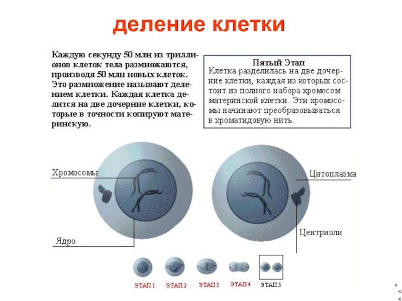 Как происходит деление клеток биология кратко