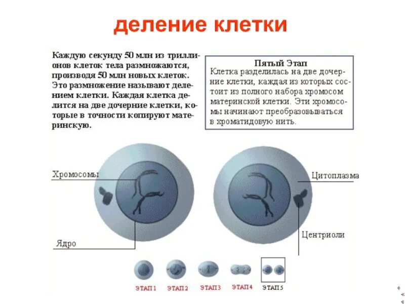 Какое деление клеток характерно человеку. Деление. Деление клетки человека. Этапы деления клетки. Как делится клетка.