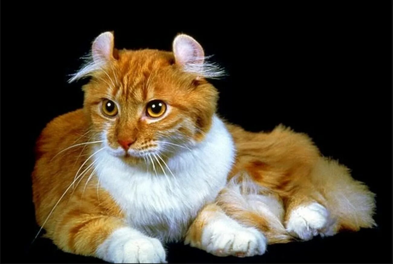 Порода американский керл. Кошка американский керл. Американский кёрл кошка рыжий. Фото кошек породы американский керл. Черный американский керл.