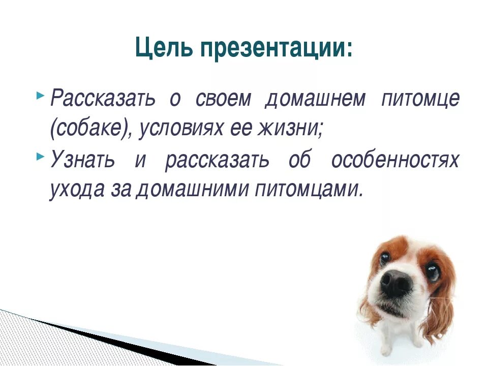 Проект про домашних питомцев. Проект на тему домашний питомец. Проект Мои домашние питомцы собака. Презентация про домашнего питомца. Собачонке было три недели