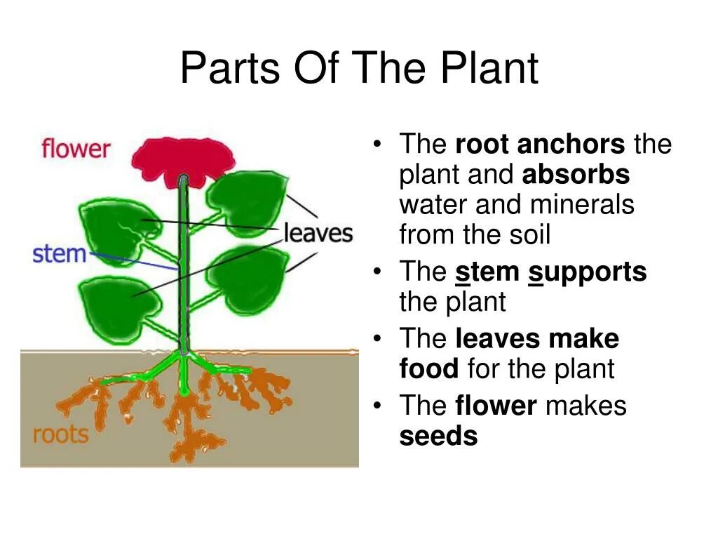 Which Part of Plant makes Seed. He Journey of Minerals from the Soil to the Stem. Steps in a Life of the Plants. Stem-ге Кіріспе.