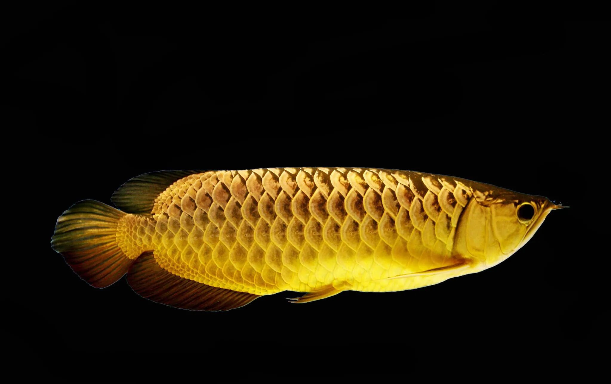 Аквариумные рыбки аравана. Рыба дракон арована. Арована серебристая. Азиатская арована. Золотая арована.