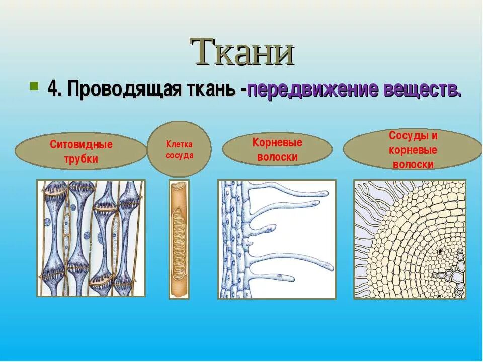 Транспорт органических веществ какая ткань. Ткани растений сосуды и ситовидные трубки. Проводящая ткань. Проводящая система растений. Ткань передвижение веществ.