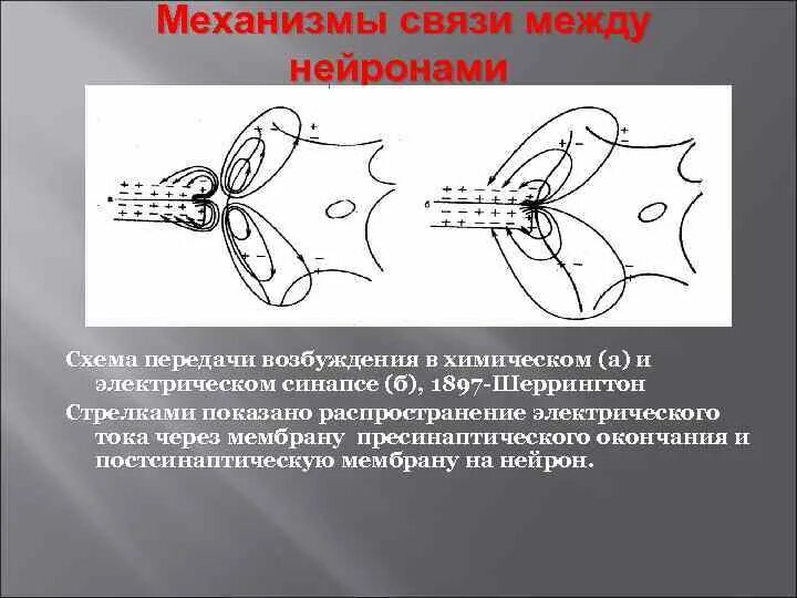 Осуществляет связь между нейронами какой нейрон. Механизмы связи между нейронами. Взаимосвязь между нейронами. Схема передачи возбуждения в электрическом синапсе. Типы связей между нейронами.