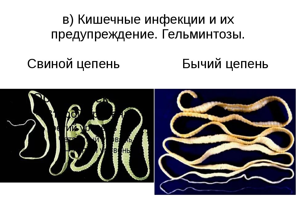 Цепень тип червей. Гельминтоз бычий цепень.