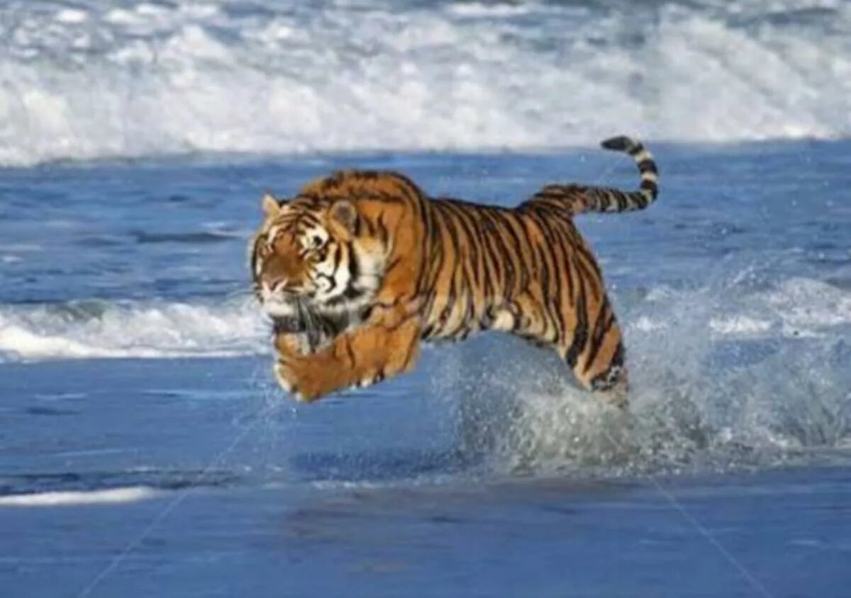 Тигр бежит. Тигр бегает. Тигр бежит по воде. Тигрица бежит.