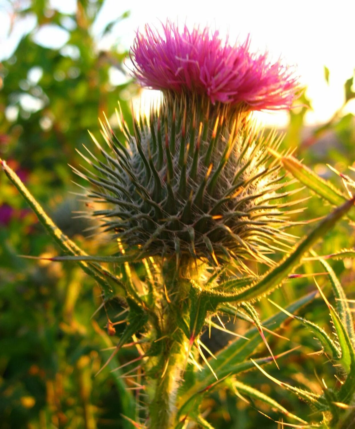 Scotland plants. Чертополох Шотландия. Чертополох Ирландия. Расторопша в Шотландии. Цветок чертополоха символ Шотландии.