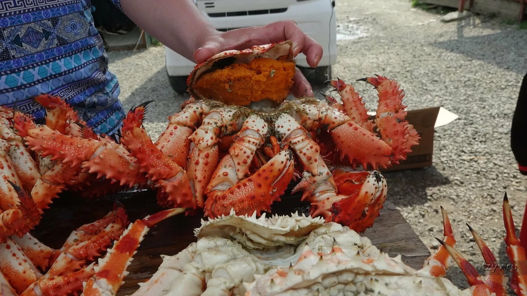 Краб южно-сахалинск. Краб сахалинский мохнатый. Южно сахалинск крабы. Южно сахалинск крабы. Сахалинский краб.
