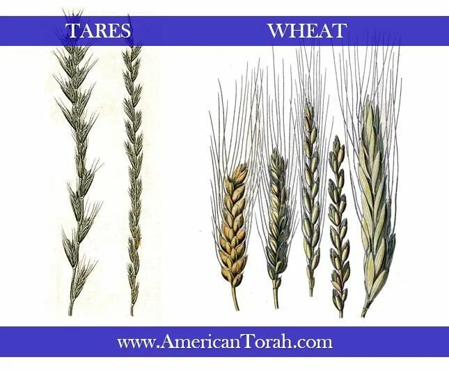 Wheat транскрипция. Tares. wheat versus tares. seed tares. the wheat and the tares lds.