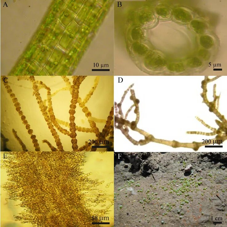 Энтероморфа (Enteromorpha intestinalis). Энтероморфа водоросль. Нитчатые цианобактерии. Носток цианобактерия. Гриб водоросль цианобактерия