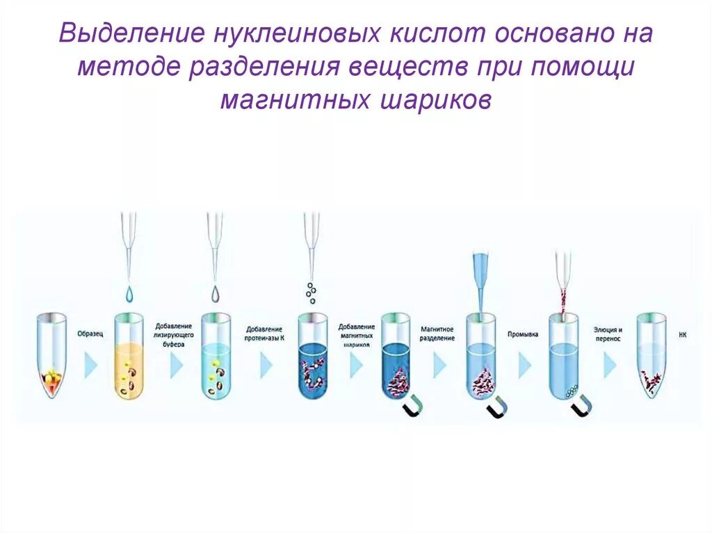 Выделение ДНК методом сорбции. Методы выделения ДНК И РНК. Методика выделения ДНК. Способы выделения нуклеиновых кислот. Процесс выделения днк