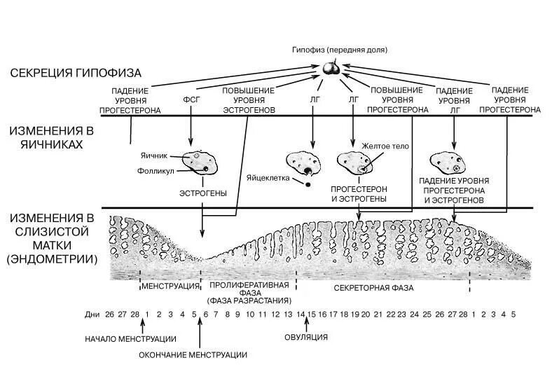 Эндокринная регуляция менструационного цикла схема. Овариально-менструальный цикл (схема). Фазы менструального цикла схема. Гормональная регуляция менструационного цикла схема.