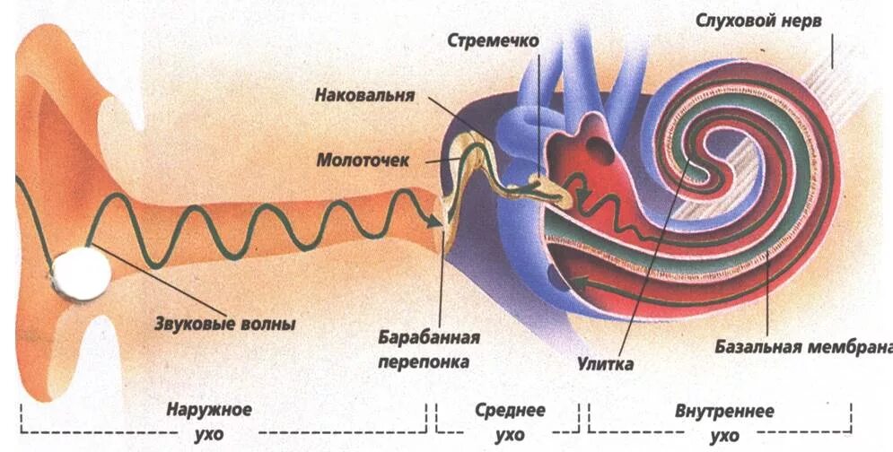 Звуковые волны воспринимаемые человеком. Механизм восприятия звука слуховым анализатором. Механизм восприятия слуха слуховой анализатор. Строение уха звуковые волны. Схема механизм восприятия звука слуховым анализатором.