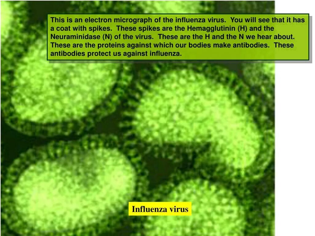 Вирус гриппа микрофотография. Электронная микрофотография вируса гриппа а. Вирус гриппа б. Типы вирусов.