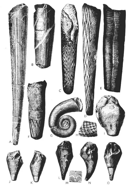 Эндоцерас Ордовик. Ордовик окаменелости эндоцерас. Наутилоидеи окаменелости период. Окаменелости трубчатые моллюски белемнит.