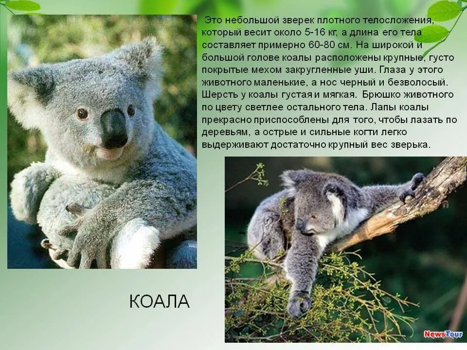 Коала кратко. Информация о коале. Коалы животные информация. Презентация на тему коала. Коала интересное для детей.