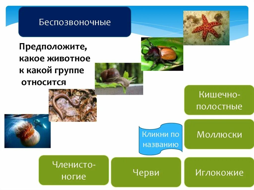 Беспозвоночные животные. Беспозвоночные группы животных. Позвоночные и беспозвоночные. Беспозвоночные животные делятся на. Появление беспозвоночных