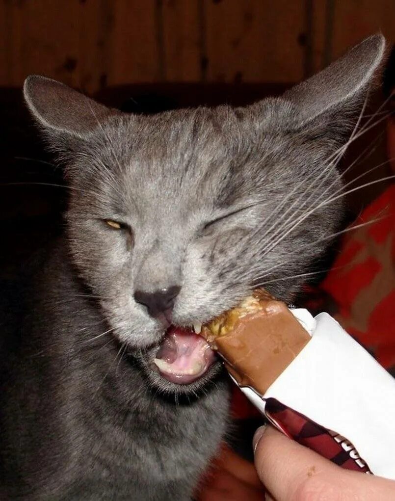 Кошка кушает. Котик кушает. Коты и еда. Кот в шоколаде. Можно кошкам сладкое