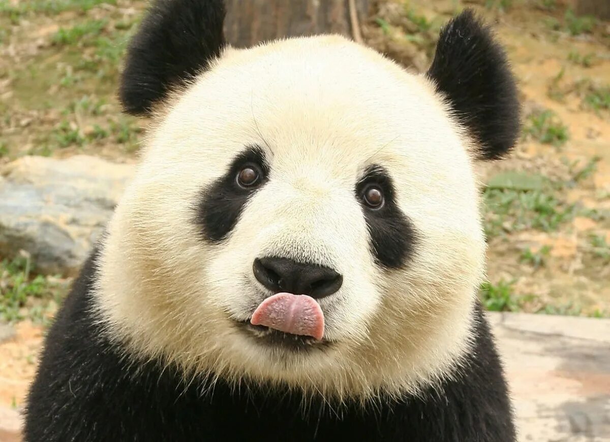 Панда таджикски. Панда. Смешная Панда. Морда панды. Панда улыбается.